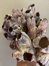 Load image into Gallery viewer, Large Purple Barnacle Cluster 7&quot;-10&quot; Beach Decor-Barnacle-Coral-Seashells-Beach Decor-Coastal Home Decor-Seashells-Shells- FREE SHIIPPING!

