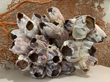 Load image into Gallery viewer, Large Purple Barnacle Cluster 7&quot;-10&quot; Beach Decor-Barnacle-Coral-Seashells-Beach Decor-Coastal Home Decor-Seashells-Shells- FREE SHIIPPING!
