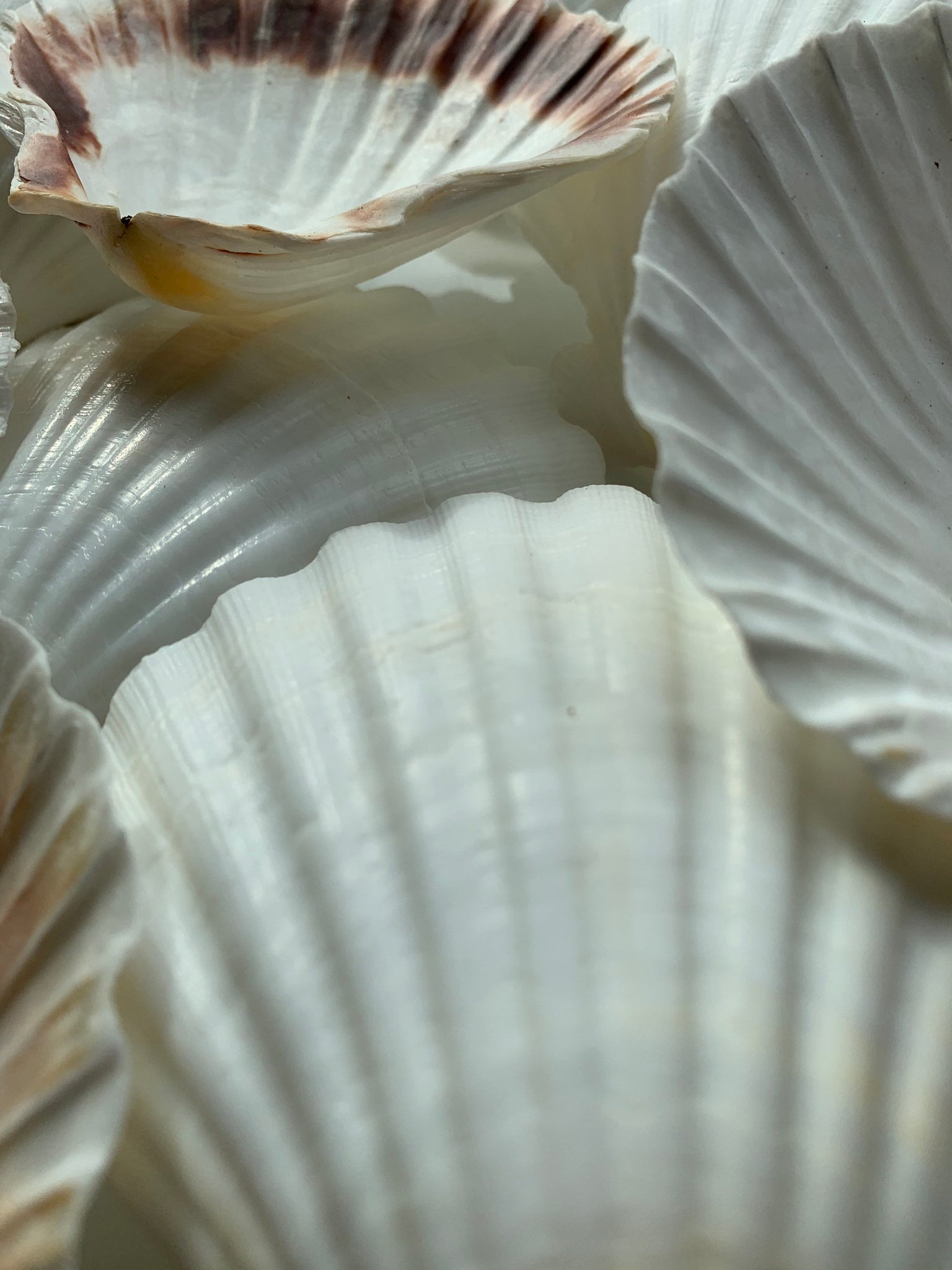 Irish Flat Pectin Seashells - Irish Scallop Shell - Craft Shells