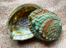 Load image into Gallery viewer, Pink Abalone Rainbow Shells-Haliotis Corrugata 3”- 4.75&quot;-Abalone-Crafting Abalone-Bulk-Craft Seashells-Protection Shell- FREE SHIPPING!
