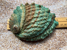 Load image into Gallery viewer, Pink Abalone Rainbow Shells-Haliotis Corrugata 3”- 4.75&quot;-Abalone-Crafting Abalone-Bulk-Craft Seashells-Protection Shell- FREE SHIPPING!
