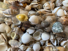 Load image into Gallery viewer, Shell Mix-1/2&quot;-1&quot; Small/Medium Shell Mix-Craft Seashells-Small Seashells-Beach Wedding Decor-Seashells Supplies-Tiny Seashells-FREE SHIPPING
