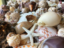 Load image into Gallery viewer, Mystery Box, Various Sea Shells Aligned Personalized box, Mix of Natural pieces 1/2 lb Sea Items-Sea Shells Sea Glass, Starfish, Sandollar
