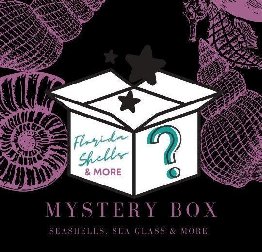 Mystery Box, Various Sea Shells Aligned Personalized box, Mix of Natural pieces 1/2 lb Sea Items-Sea Shells Sea Glass, Starfish, Sandollar