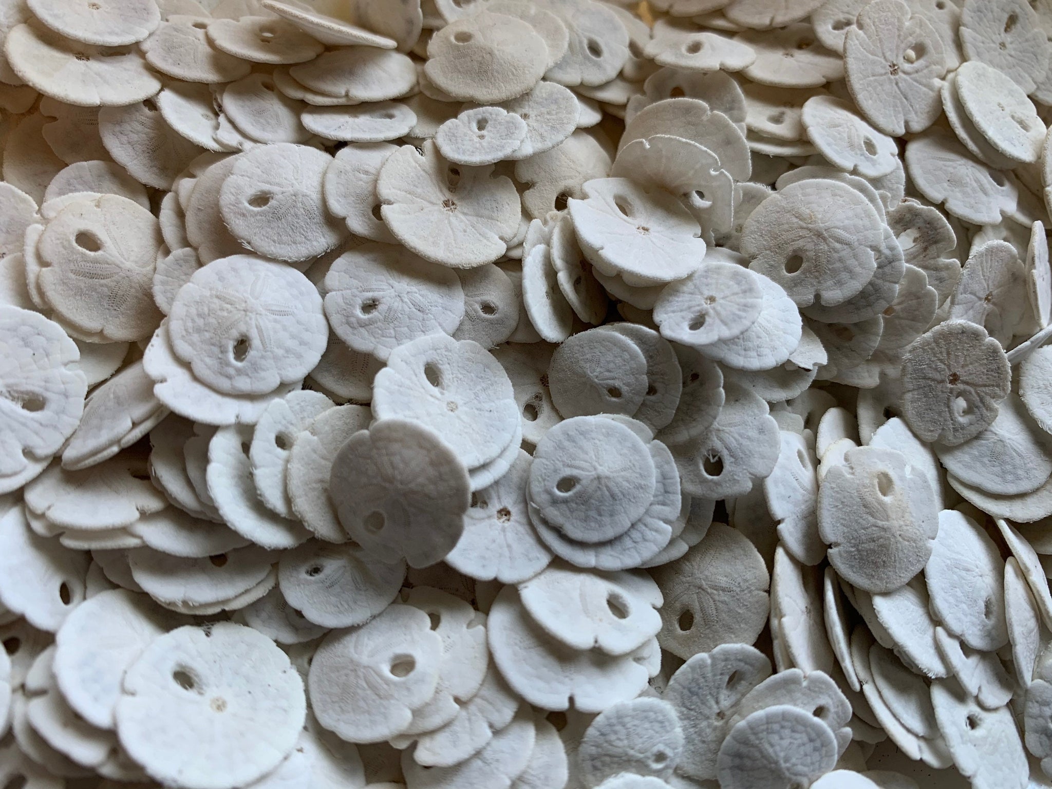 Puffy Sand Dollars (3) - Seashell Supply - Seashells - Sand Dollar
