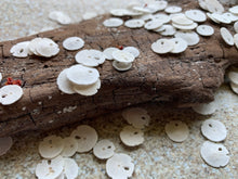 Load image into Gallery viewer, Tiny Sand Dollars 1/4 - 1/2&quot;- Sand Dollar - Craft Supply - Beach Wedding Favors - Wedding Decor - Bulk - Seashell - Gift
