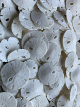 Load image into Gallery viewer, Small Sand Dollars 3/4&quot;-1” - Sand Dollar - Craft Supply - Beach Wedding Favors - Wedding Decor - Bulk - Seashell - Gift - FREE SHIPPING!
