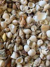 Load image into Gallery viewer, Shell Mix-1/2&quot;-1&quot; Small/Medium Shell Mix-Craft Seashells-Small Seashells-Beach Wedding Decor-Seashells Supplies-Tiny Seashells-FREE SHIPPING
