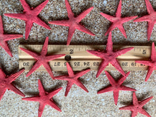 Load image into Gallery viewer, Red Tiny Starfish-1-1.5&quot; - Starfish - Craft Supplies - Beach Decor - Beach Decor - Small Starfish - Star fish - FREE SHIPPING!
