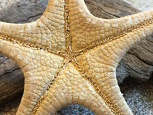 Load image into Gallery viewer, Knobby Starfish 4&quot;-5&quot; - Bulk Starfish - Beach Wedding Decor/Favors - Crafts - Seashells - Starfish Decor - FREE SHIPPING!
