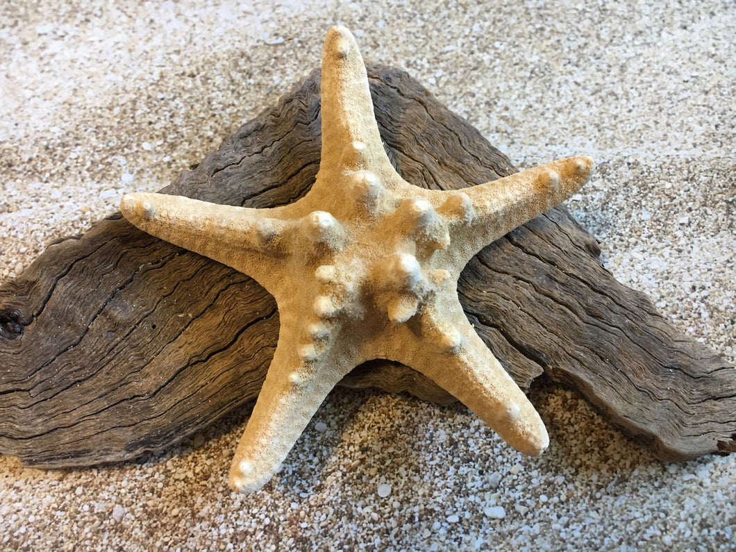 Knobby Starfish 4