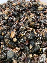 Load image into Gallery viewer, Nassa Columbella Shell - Nassa shells - Small Shell Mix - Tiny Seashells - Crafting Shells - Seashells - Crafts - FREE SHIPPING!
