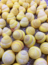 Load image into Gallery viewer, Land Snail-Striped Yellow Land Snail Shells-Safe for Hermit Crabs-Hermit Crab Shells-Turbo Shells-Hermit Crab Tank Decor-FREE SHIPPING!
