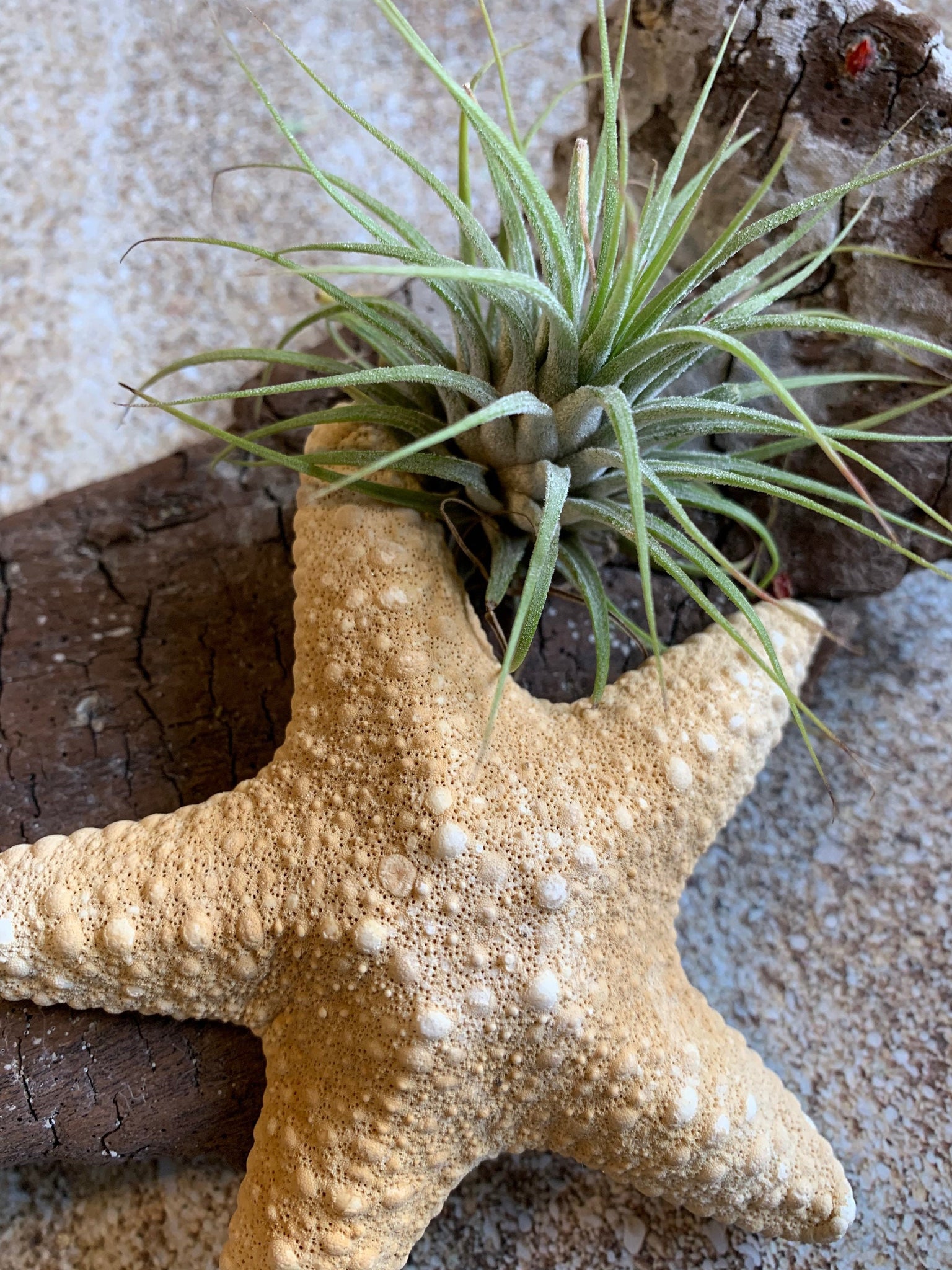 air plants in bulk Tillandsia Ionantha Guatemala Air Plant, Guatemala Air Plant, Air Plants, Wedding Decor, Plants, Airplants, Bulk, Tillandsia, Terrarium