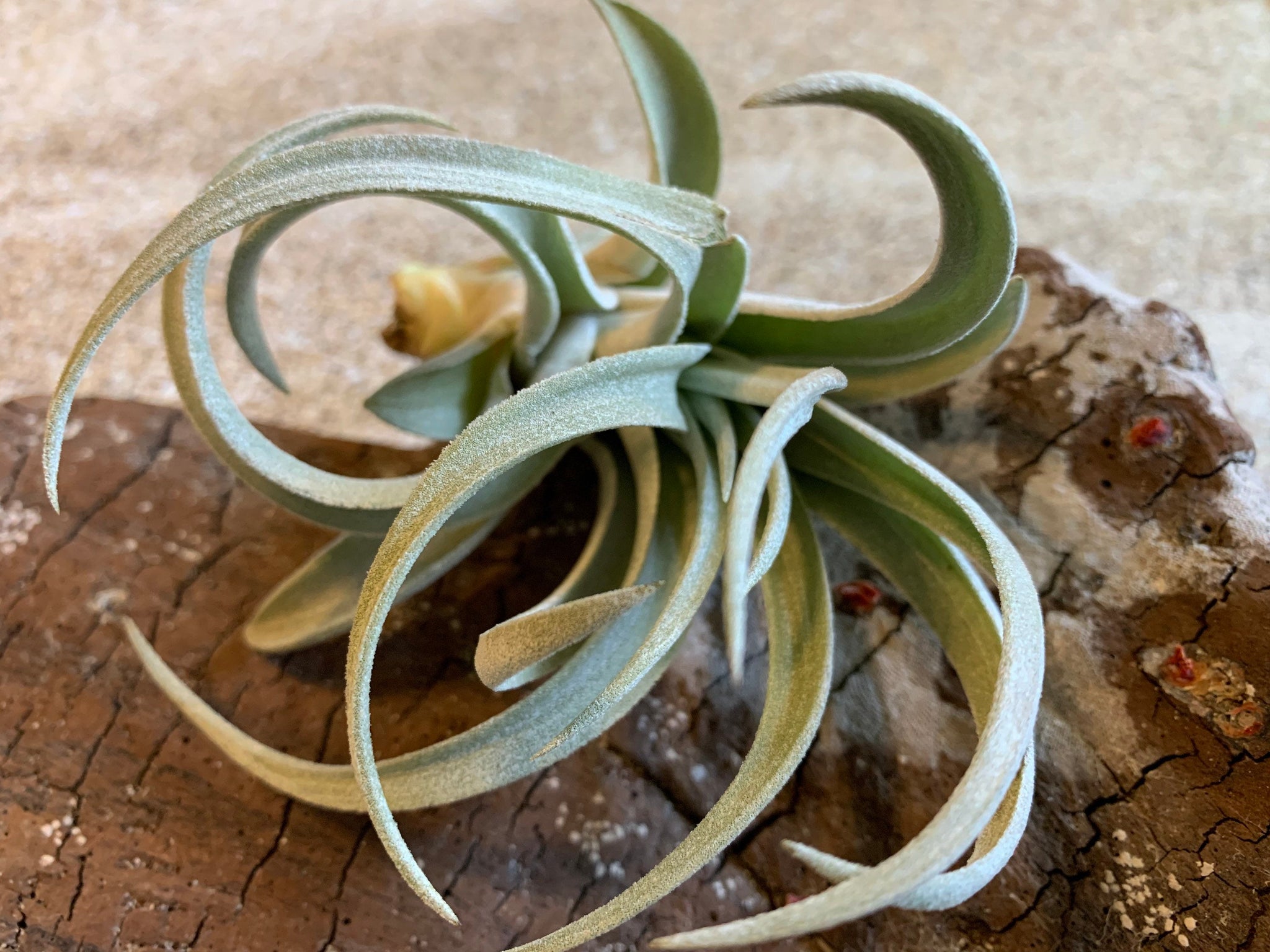 air plant harrisii Harrisii Air Plant, Tillandsia Air Plant, Guatemala Air Plant, Air Pla – Florida Shells And More