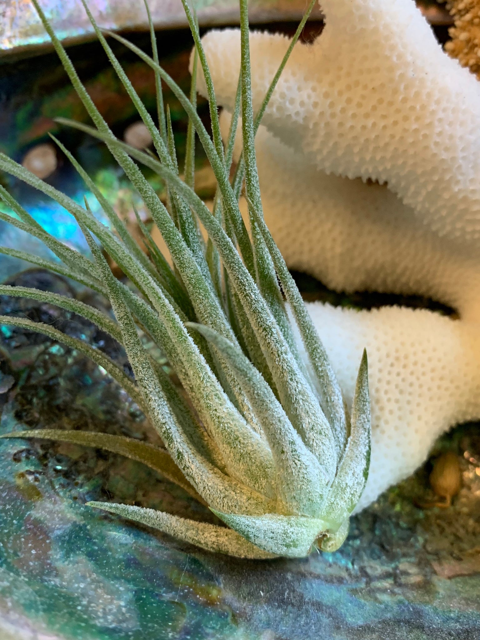 scaposa air plant Scaposa Kolby Air Plant, Tillandsia Air Plant, Guatemala Air Plant, Ai – Florida Shells And More