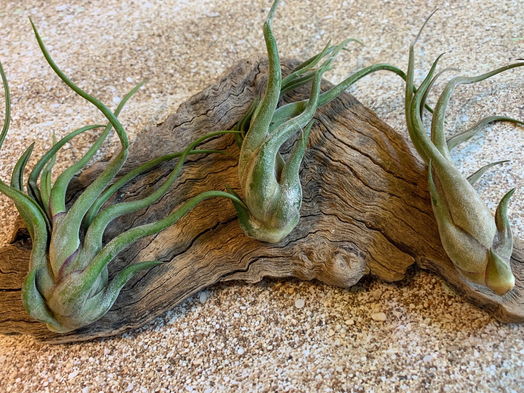 big air plants Caput Medusae Air Plant, Tillandsia Air Plant, Guatemala Air Plant, Ai – Florida Shells And More