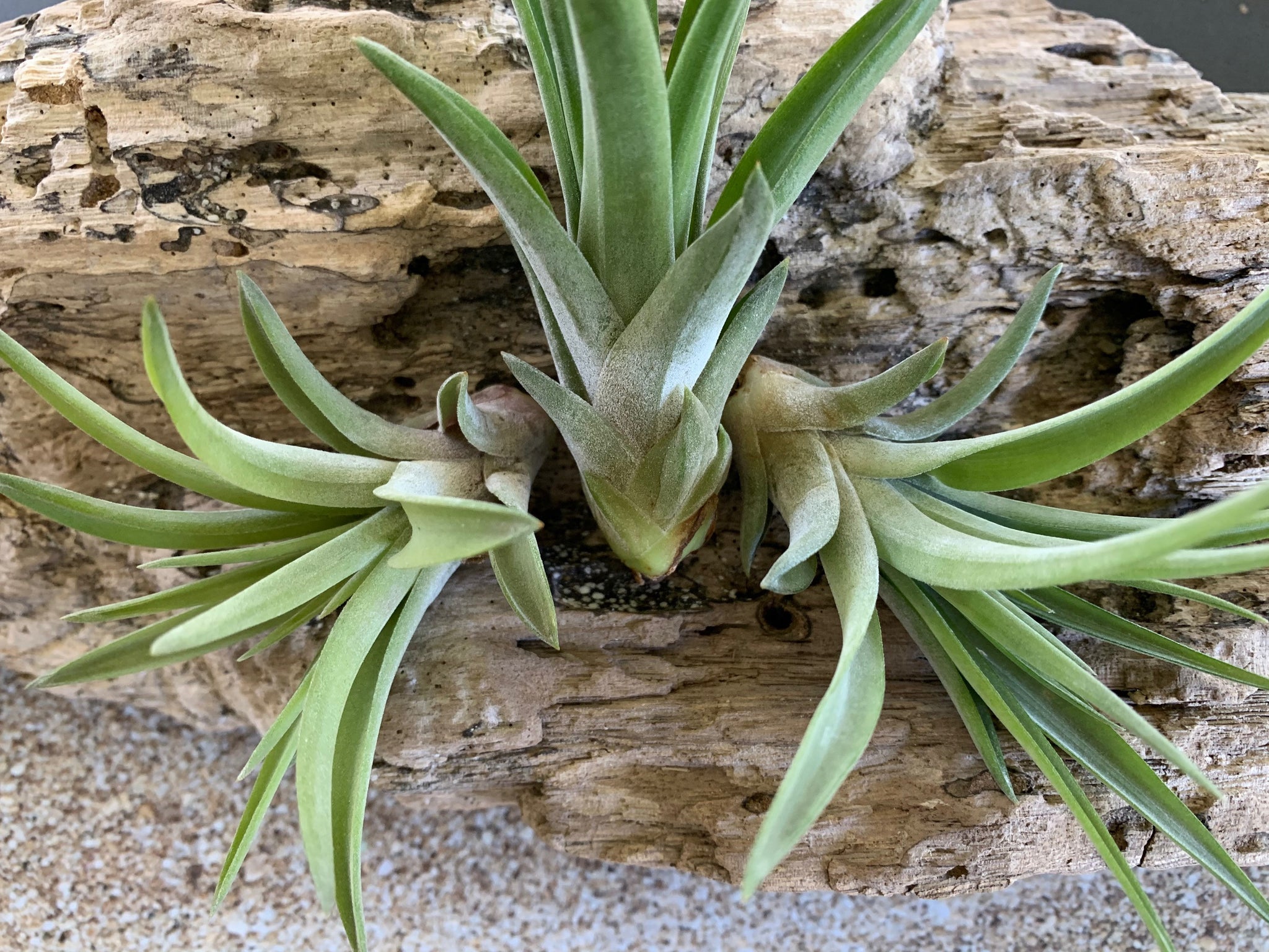air plant sales Velutina Air Plant, Tillandsia Air Plant, Guatemala Air Plant, Air Pla – Florida Shells And More