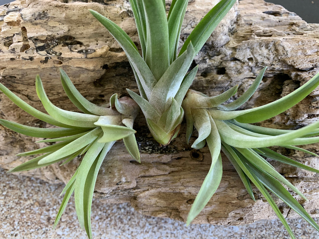 velutina air plant care Velutina Air Plant, Tillandsia Air Plant, Guatemala Air Plant, Air Pla – Florida Shells And More