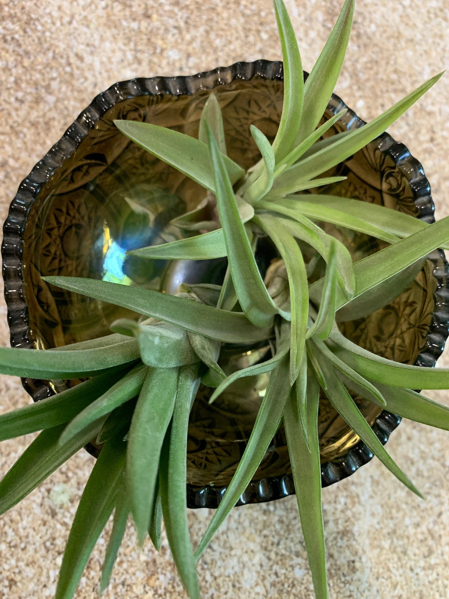 velutina air plant care Velutina Air Plant, Tillandsia Air Plant, Guatemala Air Plant, Air Pla – Florida Shells And More