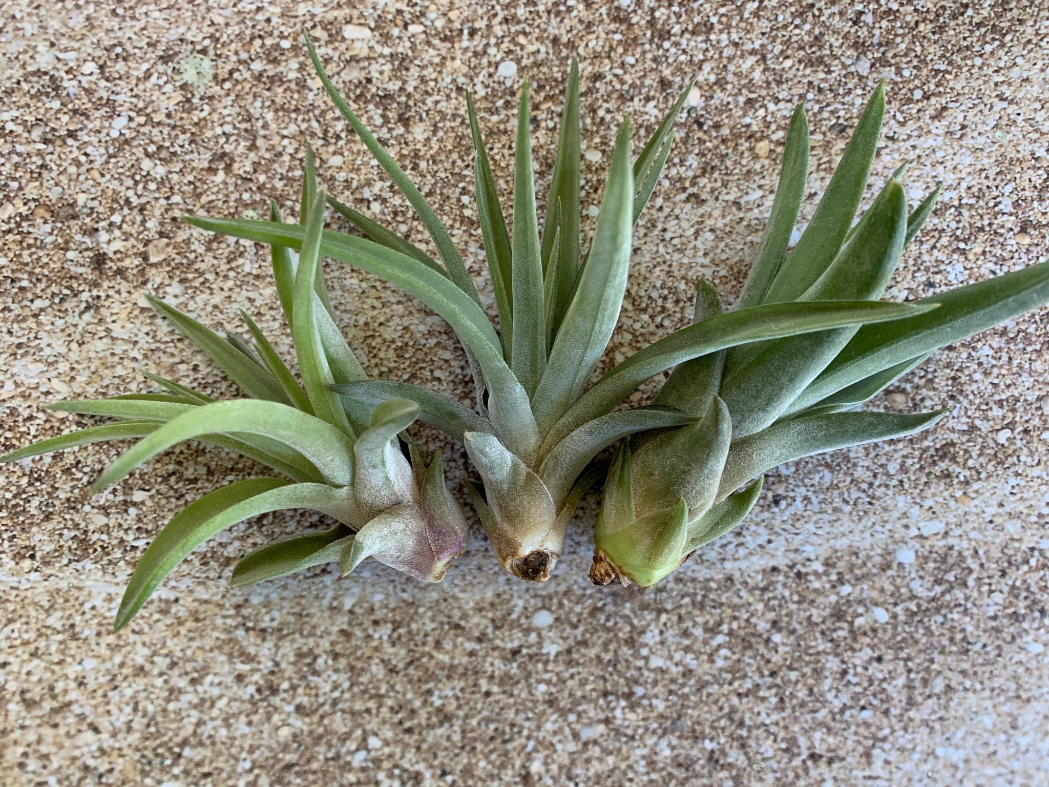 velutina air plant care Velutina Air Plant, Tillandsia Air Plant, Guatemala Air Plant, Air Pla – Florida Shells And More