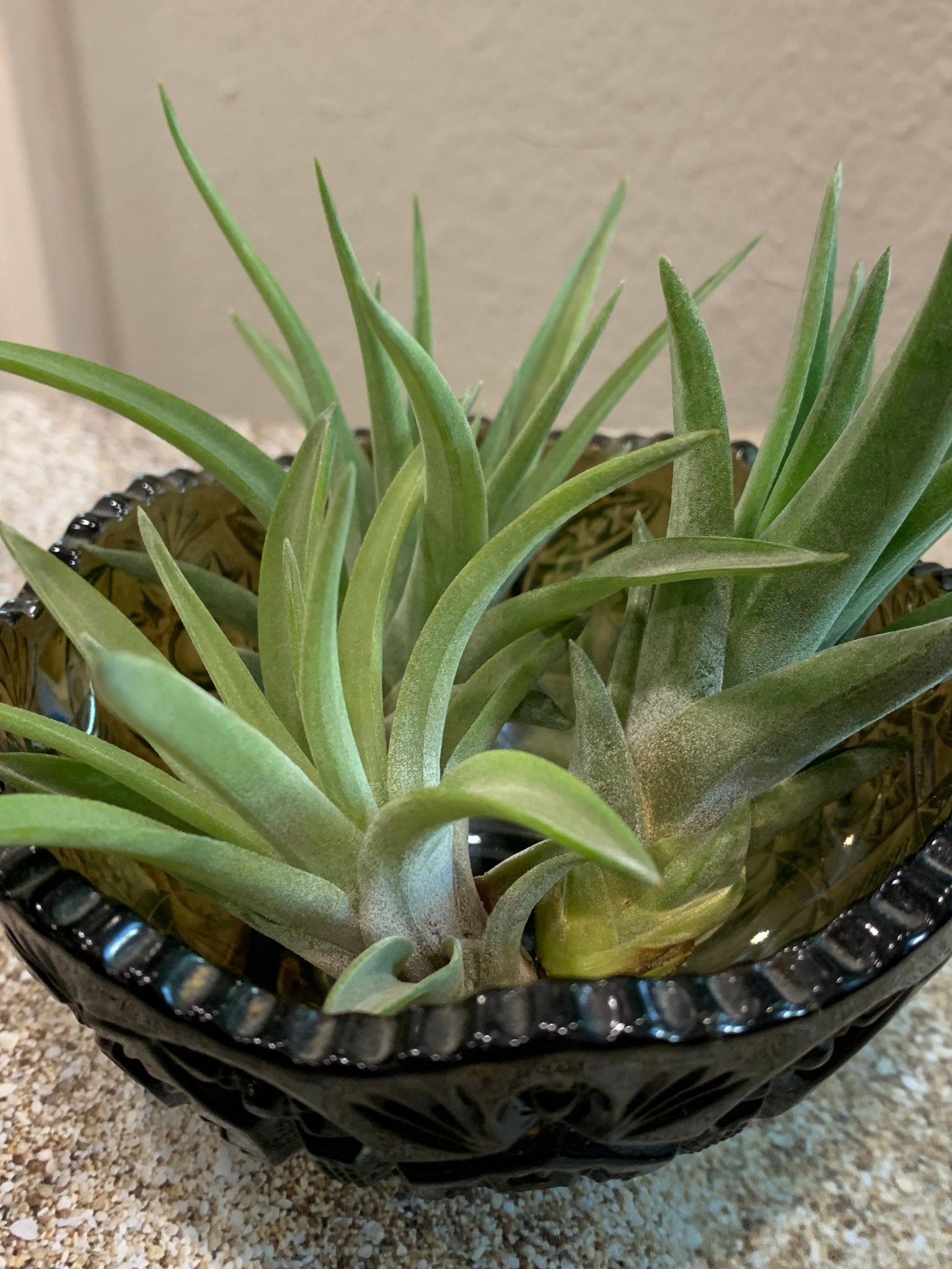 velutina air plant Velutina Air Plant, Tillandsia Air Plant, Guatemala Air Plant, Air Pla – Florida Shells And More