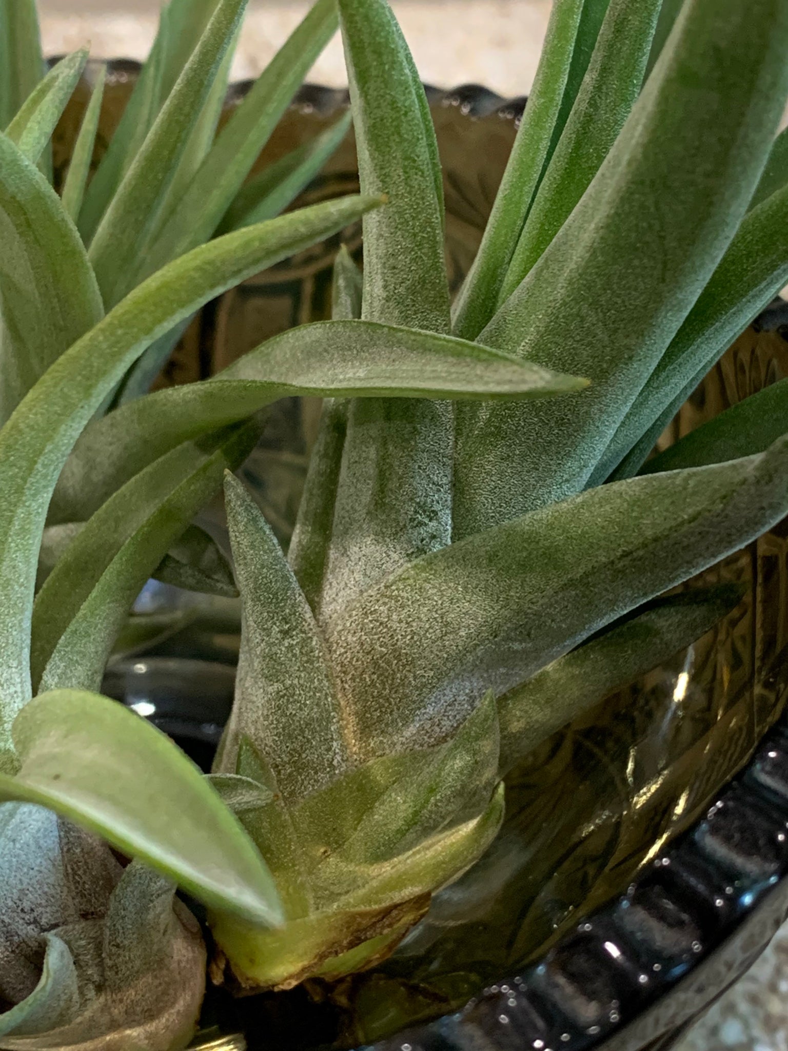 where can i buy an air plant near me Velutina Air Plant, Tillandsia Air Plant, Guatemala Air Plant, Air Pla – Florida Shells And More