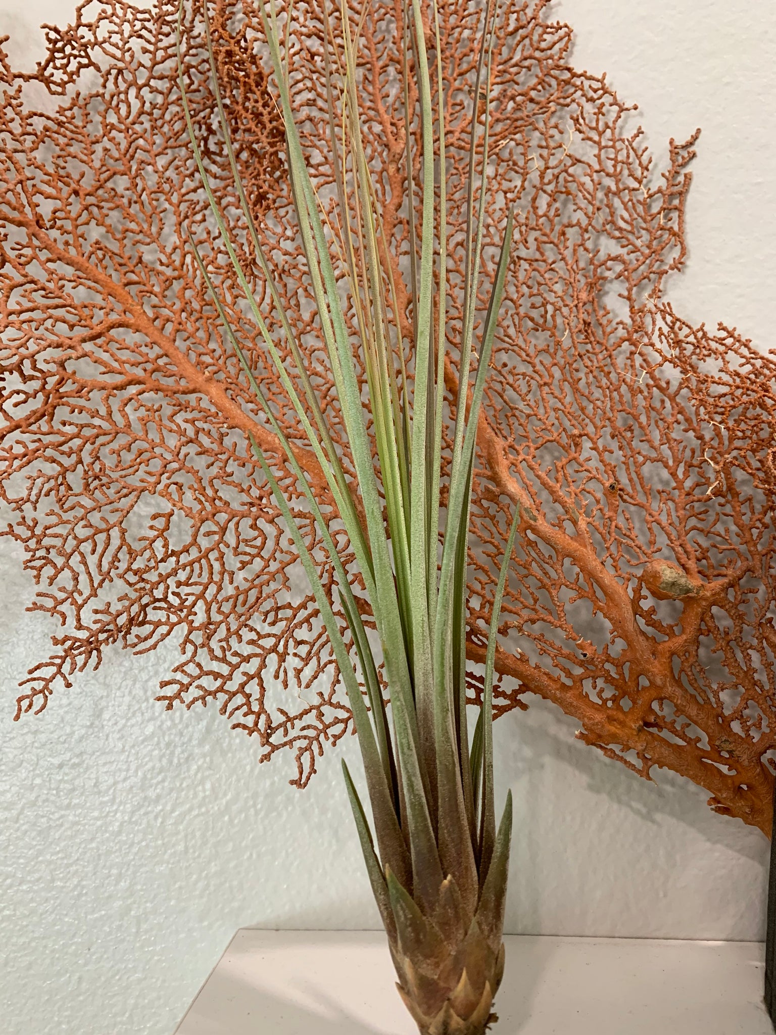 juncifolia air plant Juncifolia Air Plant, Tillandsia Air Plant, Guatemala Air Plant, Air P – Florida Shells And More