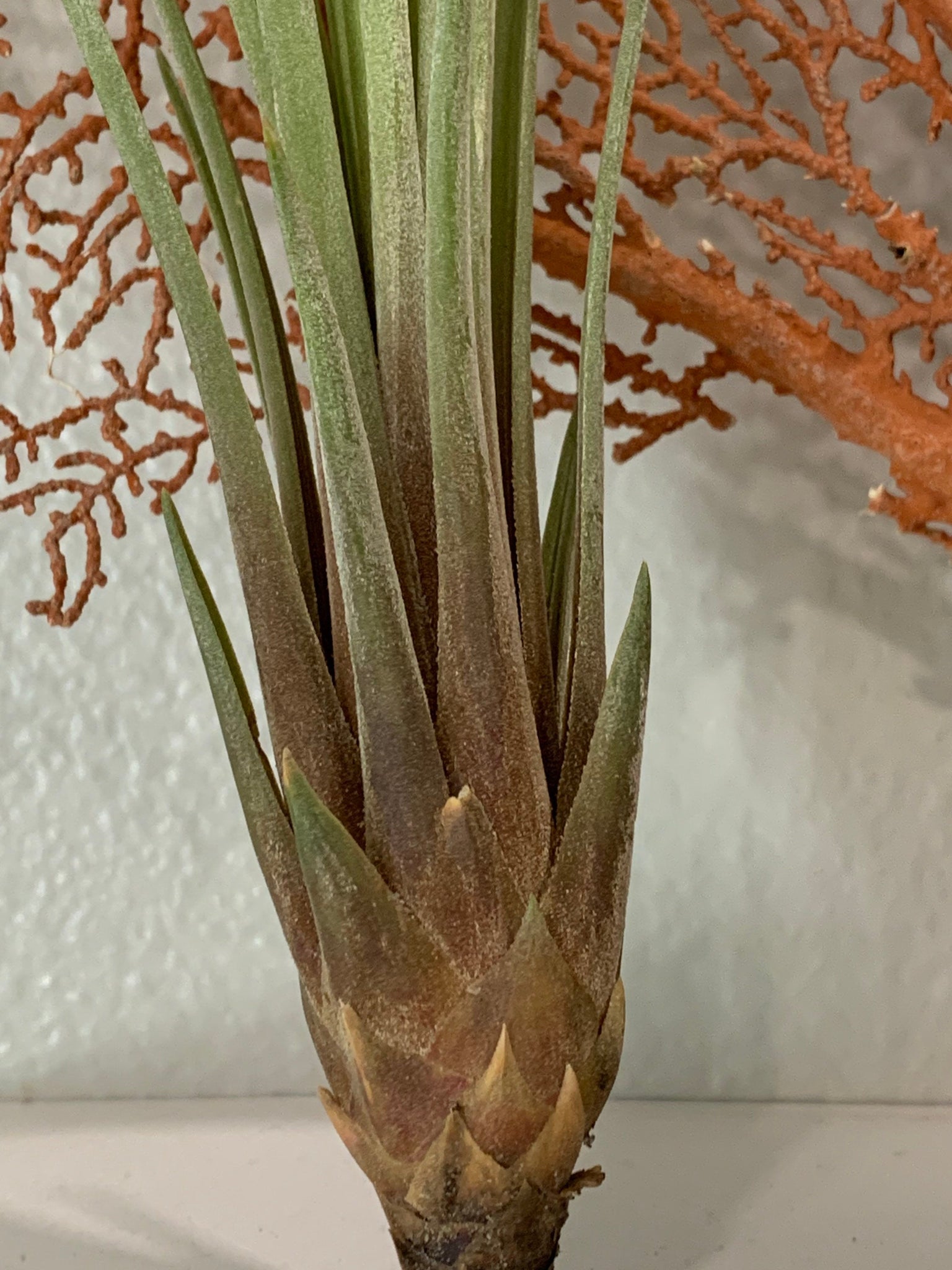 juncifolia air plant care Juncifolia Air Plant, Tillandsia Air Plant, Guatemala Air Plant, Air P – Florida Shells And More