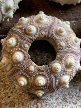 Load image into Gallery viewer, Sputnik Sea Urchins- Beach Wedding Favors - Decor - Sea Urchin - Natural Sea Shell - Air Plant Display - Crafts - 1.75&quot;-3&quot; - FREE SHIPPING!
