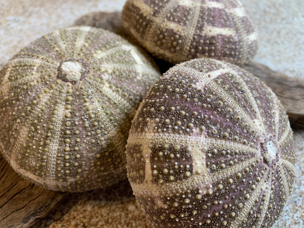 Alfonso Sea Urchins- Beach Wedding Favors - Decor - Sea Urchin - Natural Sea Shell - Air Plant Display - Crafts - 2.5