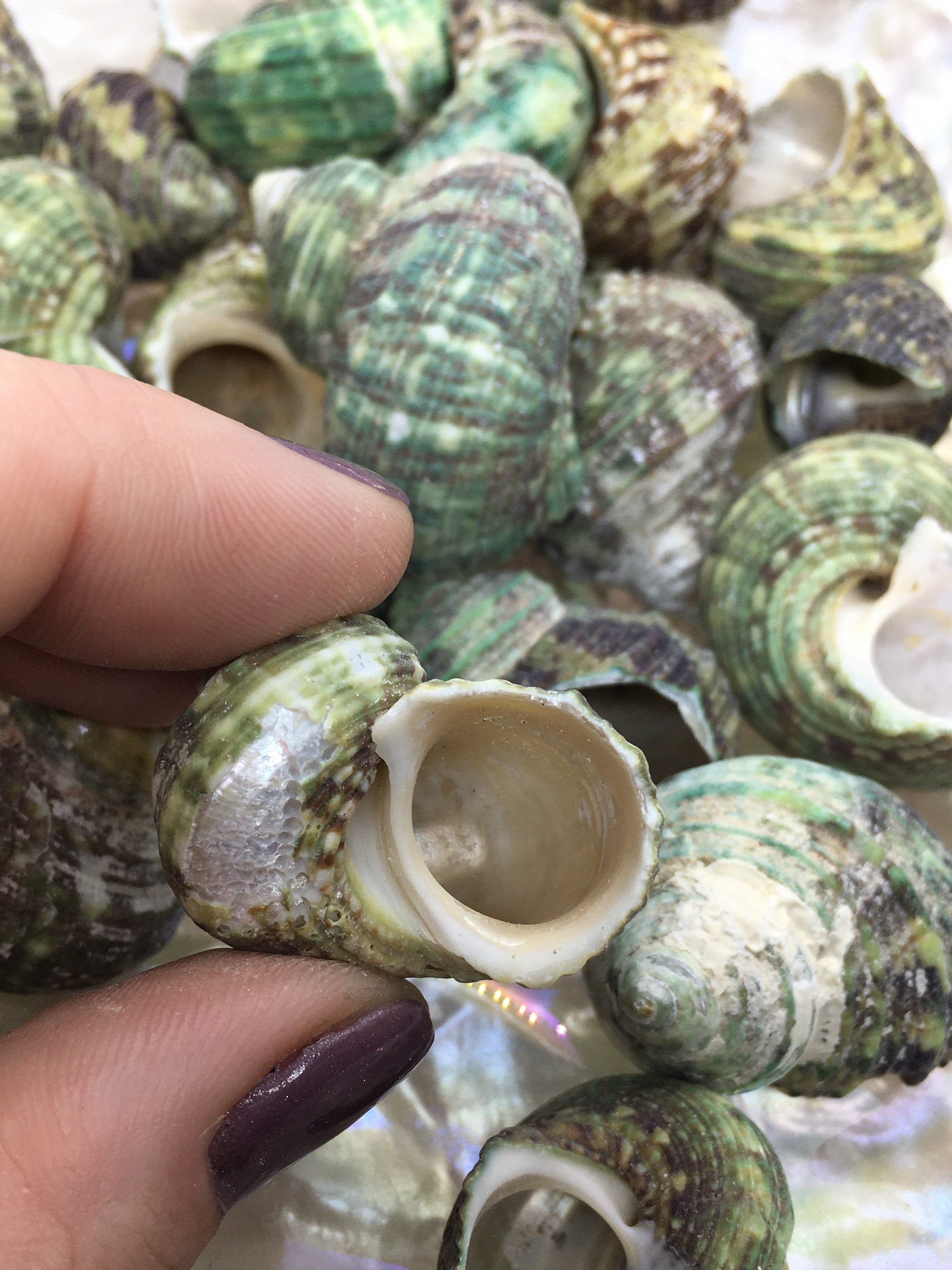 Turbo Stenogyrus Shells-Green Turbo Shells-Shells for Crafting-Decor-S ...