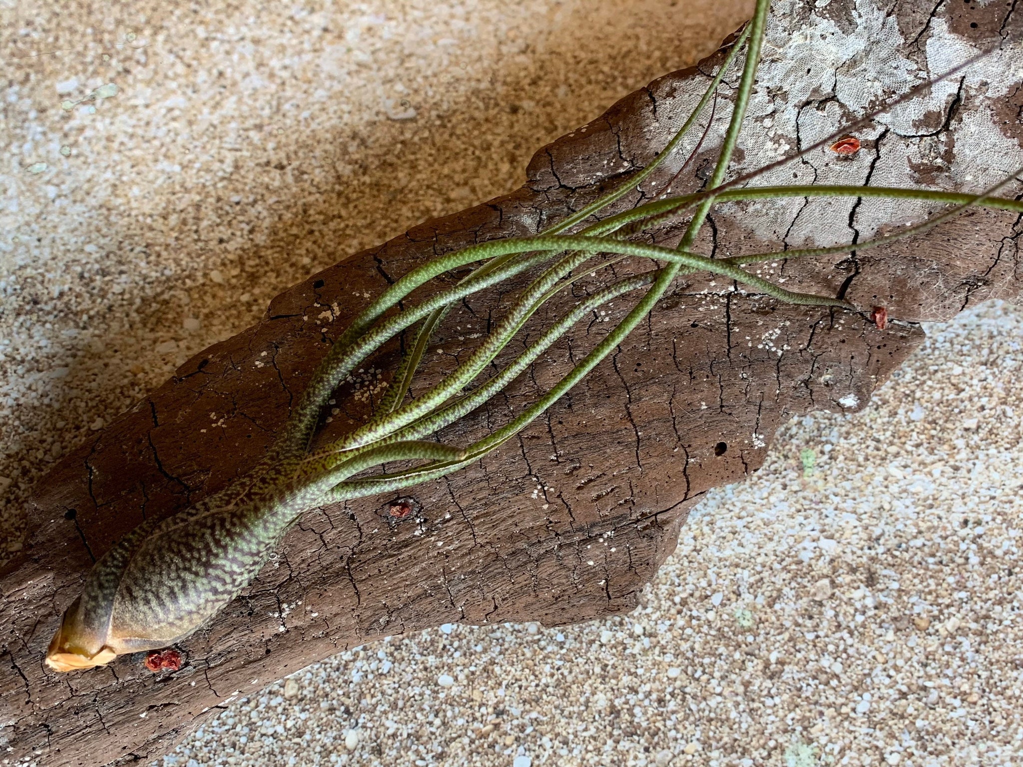 Butzii Air Plant, Tillandsia Air Plant (Pseudobaileyi) Air Plant, Air –  Florida Shells And More
