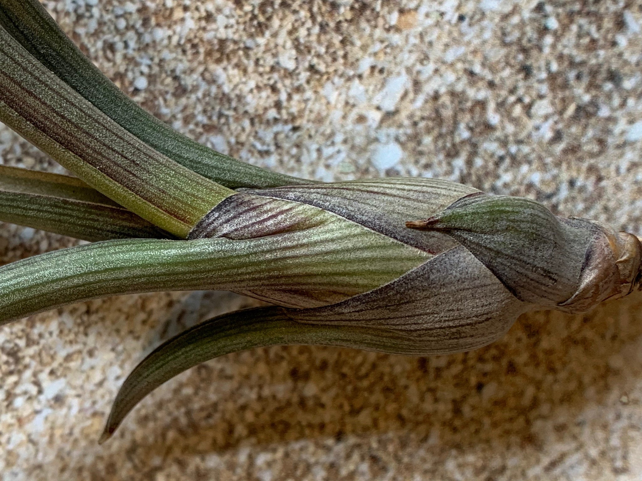 pseudobaileyi air plant Baileyi Air Plant, Tillandsia Air Plant (Pseudobaileyi) Air Plant, Air – Florida Shells And More