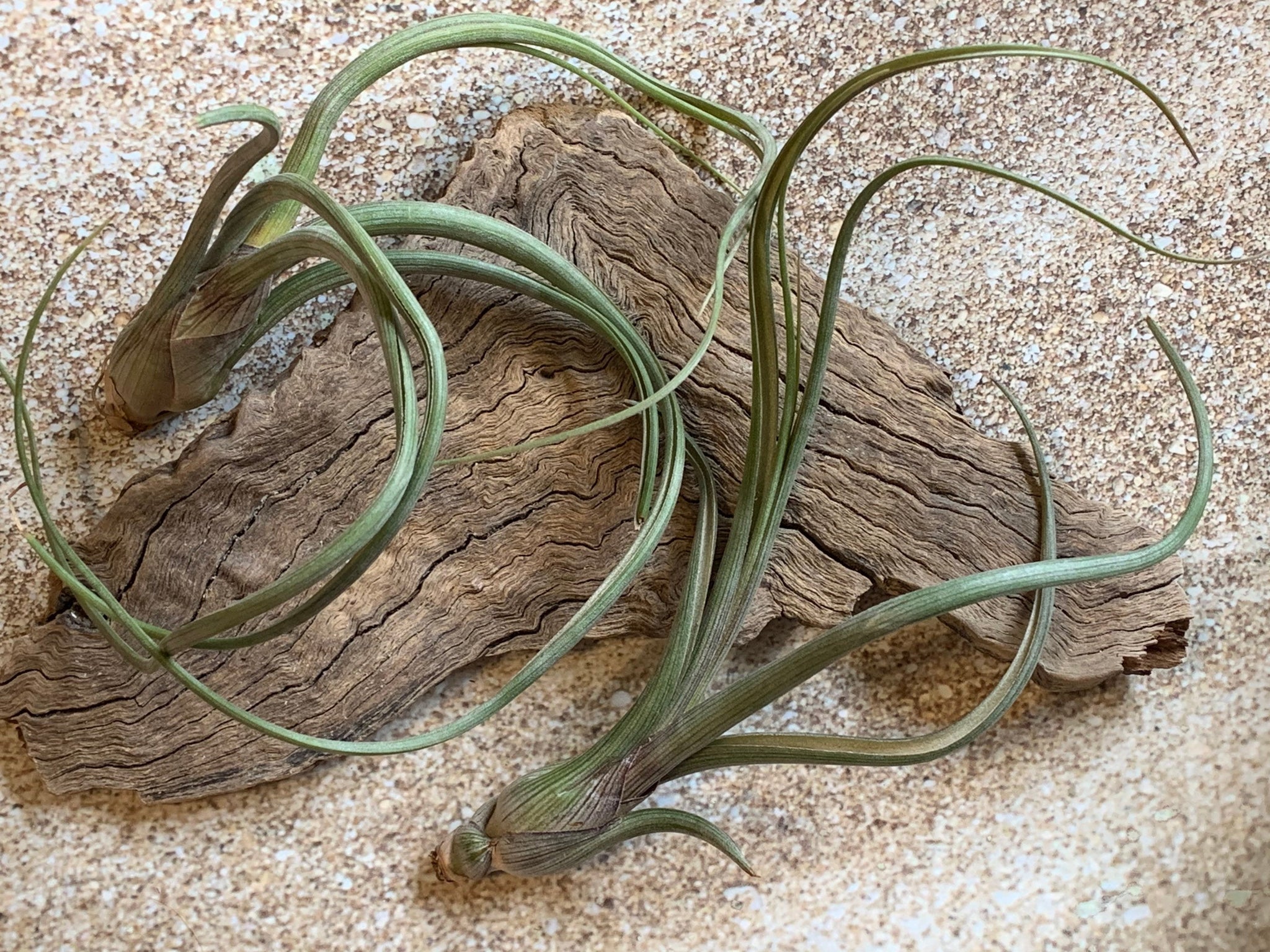 Baileyi Air Plant, Tillandsia Air Plant (Pseudobaileyi) Air Plant, Air –  Florida Shells And More