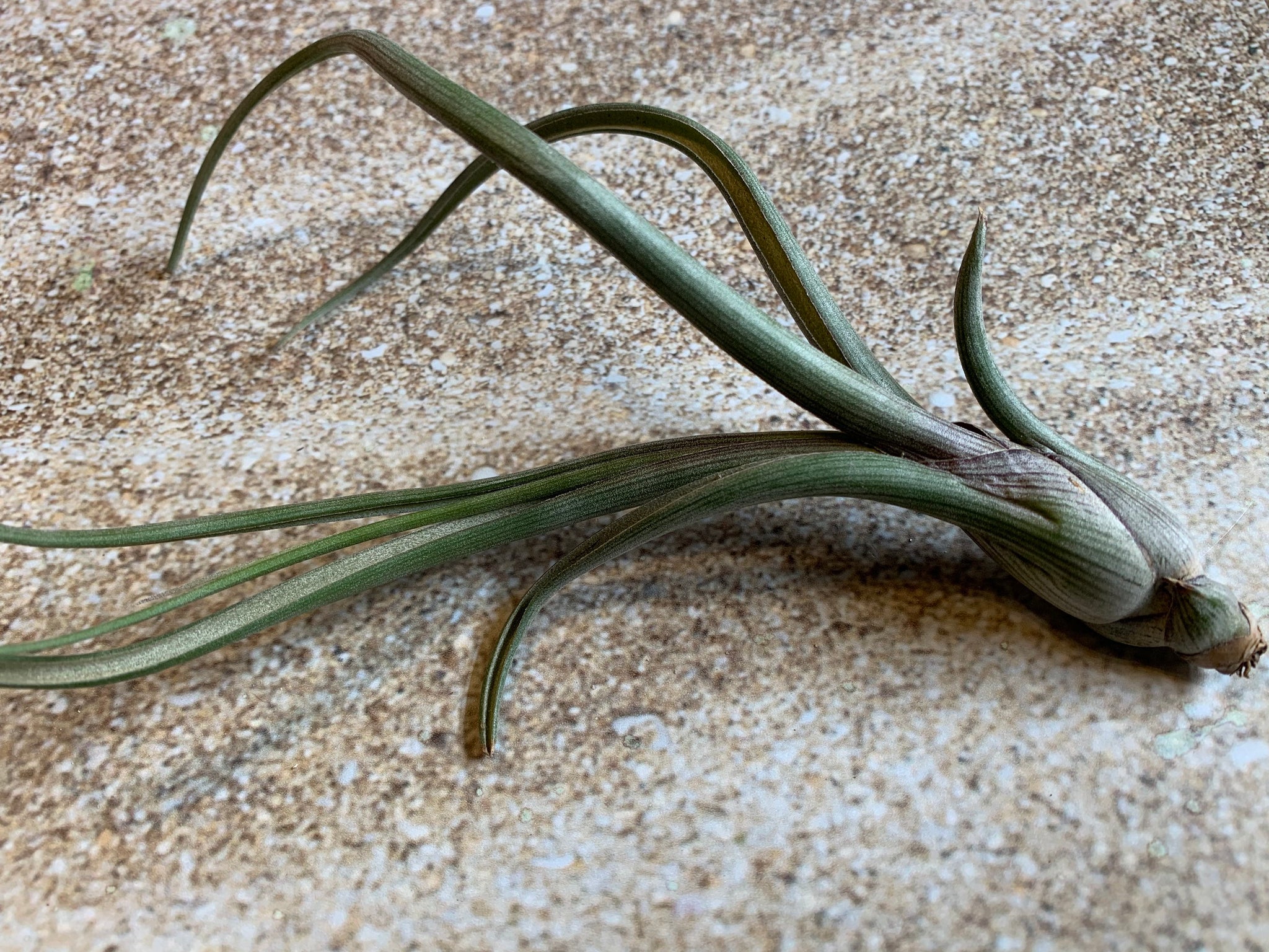 baileyi air plant Baileyi Air Plant, Tillandsia Air Plant (Pseudobaileyi) Air Plant, Air –  Florida Shells And More