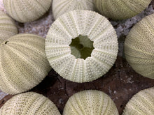 Load image into Gallery viewer, Green Sea Urchins - Beach Wedding Favors - Decor - Sea Urchin - Natural Sea Shell - Air Plant - 1.5&quot;-2.5&quot;
