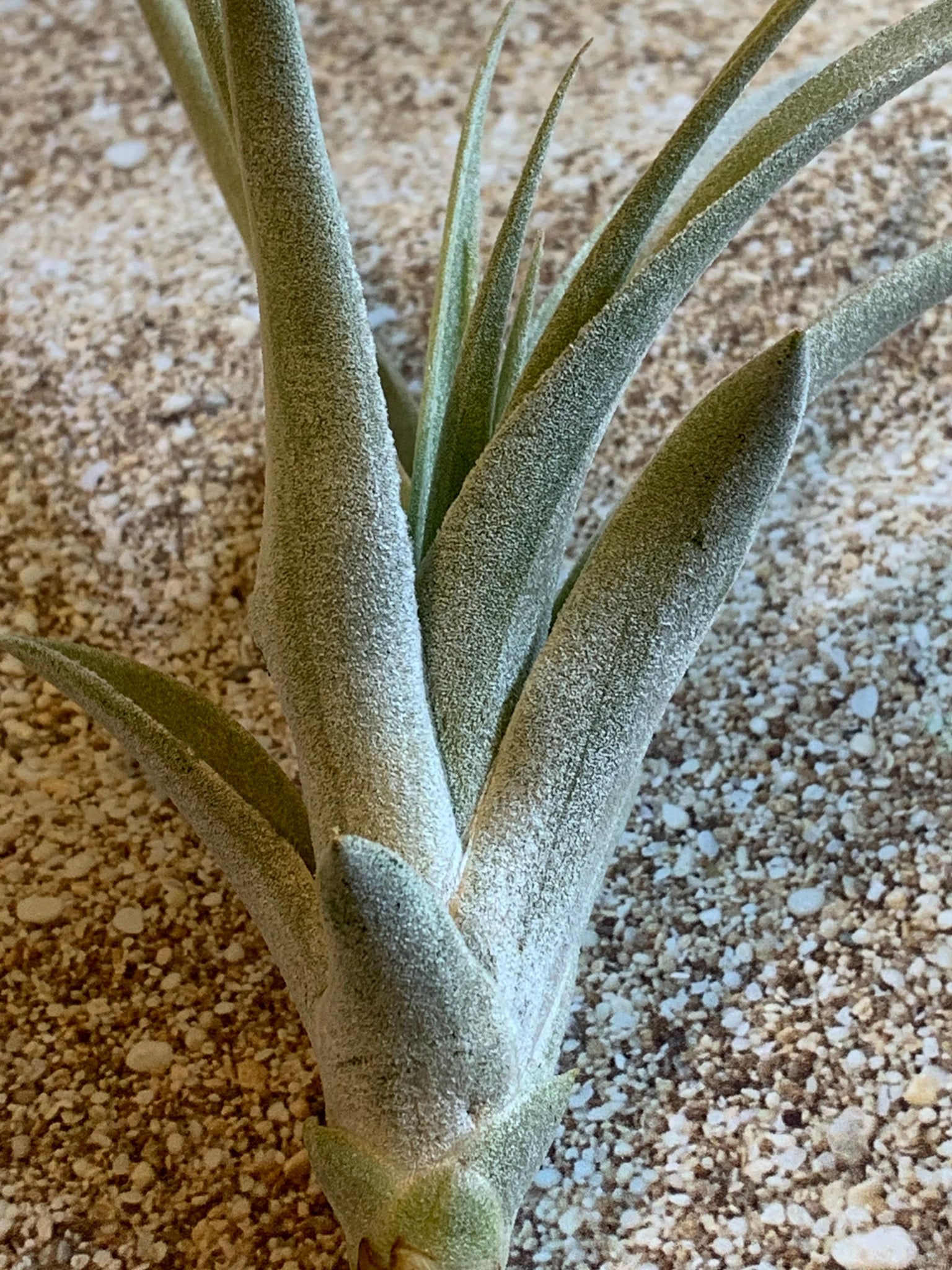 tillandsia harrisii air plant Harrisii Air Plant, Tillandsia Air Plant, Guatemala Air Plant, Air Pla – Florida Shells And More
