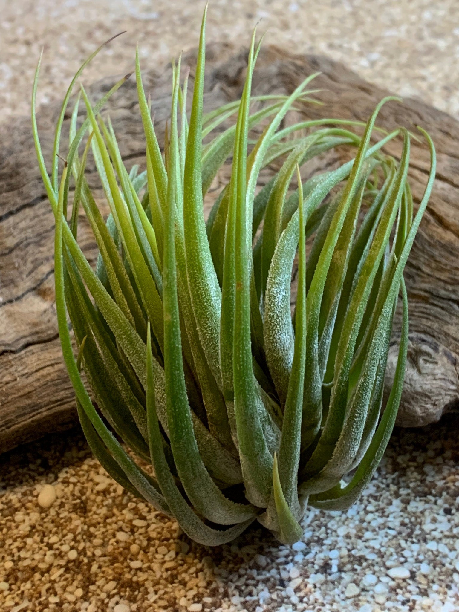 scaposa air plant Scaposa Kolby Air Plant, Tillandsia Air Plant, Guatemala Air Plant, Ai – Florida Shells And More
