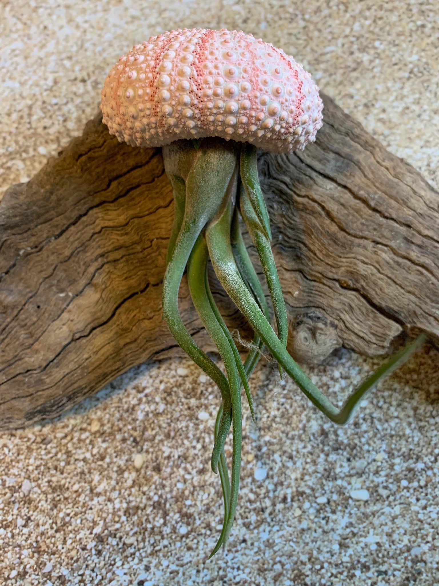 caput medusae jellyfish air plant Caput Medusae Air Plant, Tillandsia Air Plant, Guatemala Air Plant, Air Plants, Wedding Decor, Plant, Airplants, Bulk, Tillandsia, Terrarium