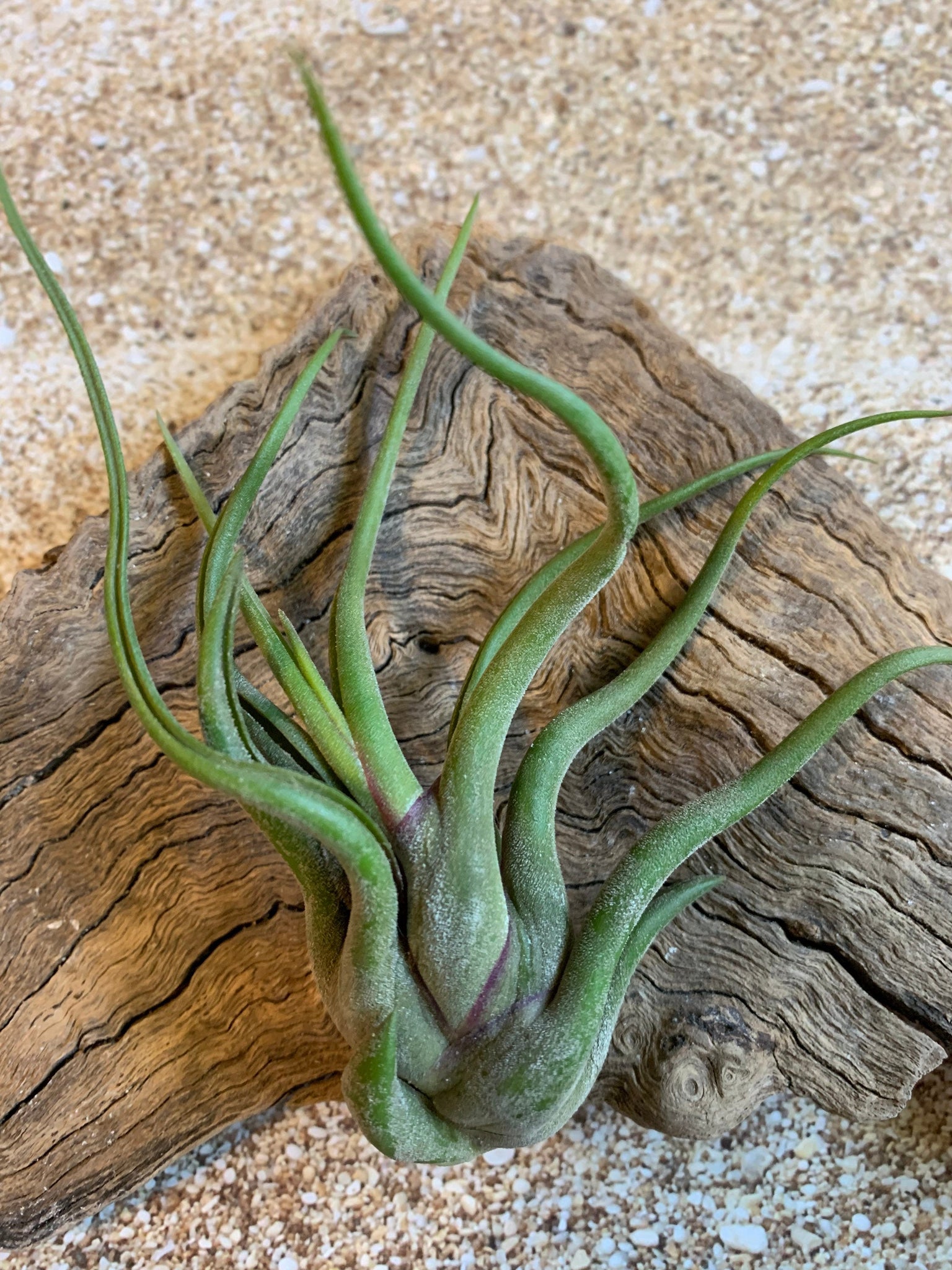 medusa air plant care Caput Medusae Air Plant, Tillandsia Air Plant, Guatemala Air Plant, Ai – Florida Shells And More