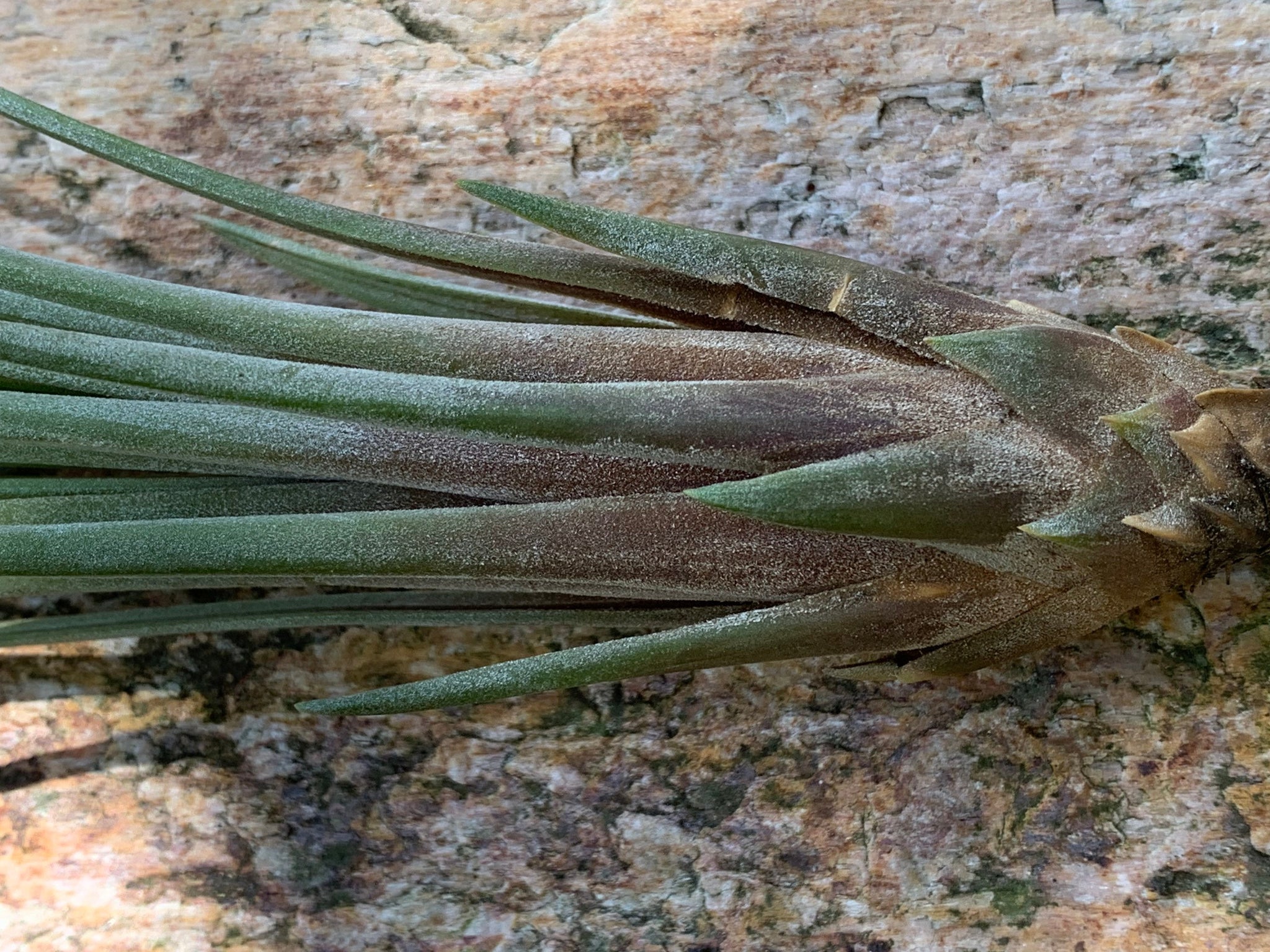 juncifolia air plant care Juncifolia Air Plant, Tillandsia Air Plant, Guatemala Air Plant, Air P –  Florida Shells And More