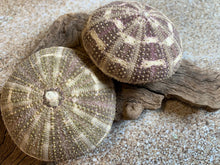 Load image into Gallery viewer, Alfonso Sea Urchins- Beach Wedding Favors - Decor - Sea Urchin - Natural Sea Shell - Air Plant Display - Crafts - 2.5&quot;-4&quot; - FREE SHIPPING!
