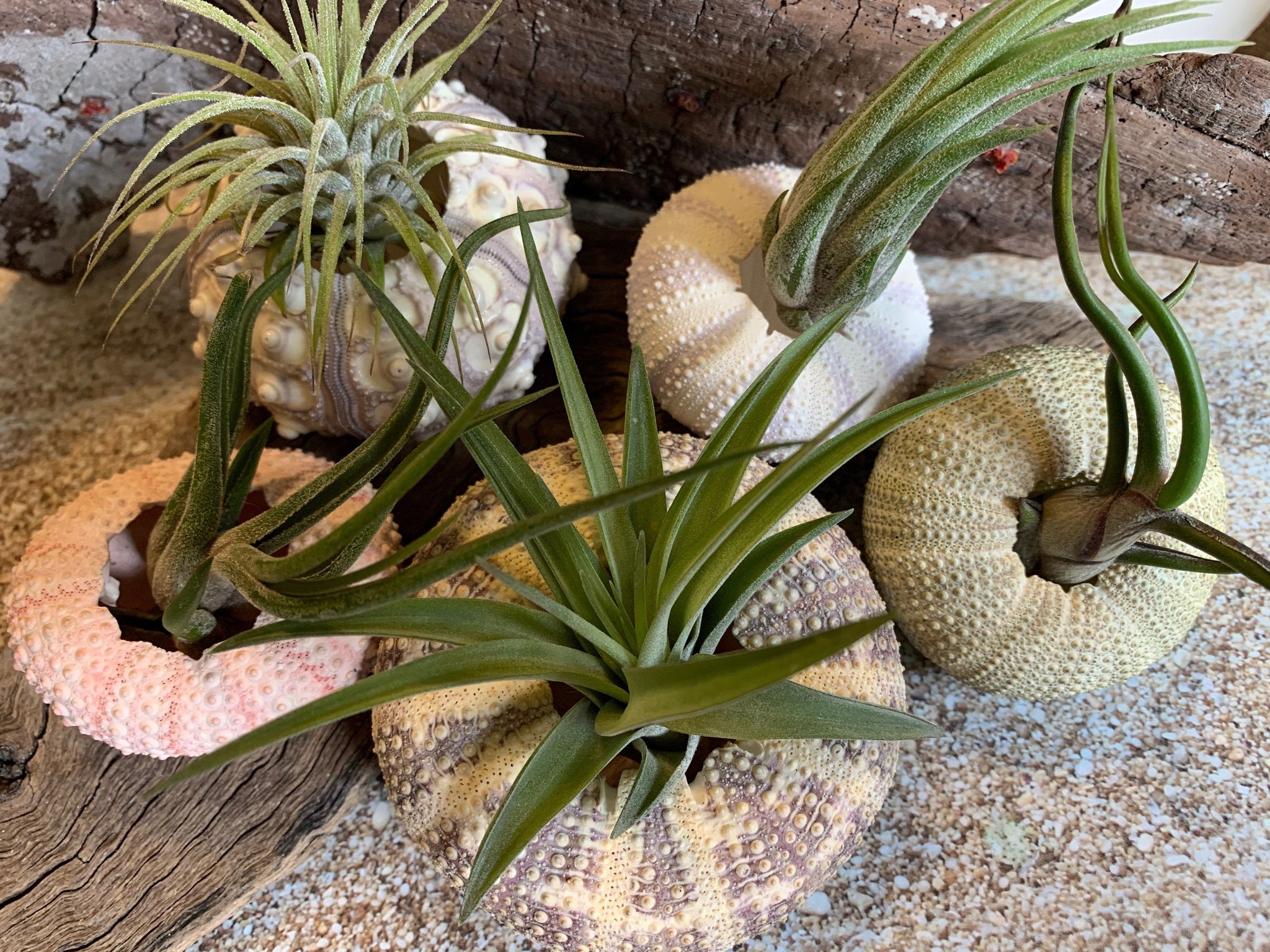 air plant party favors Sea Urchin Sampler Pack - Beach Wedding Favors - Sea Urchins