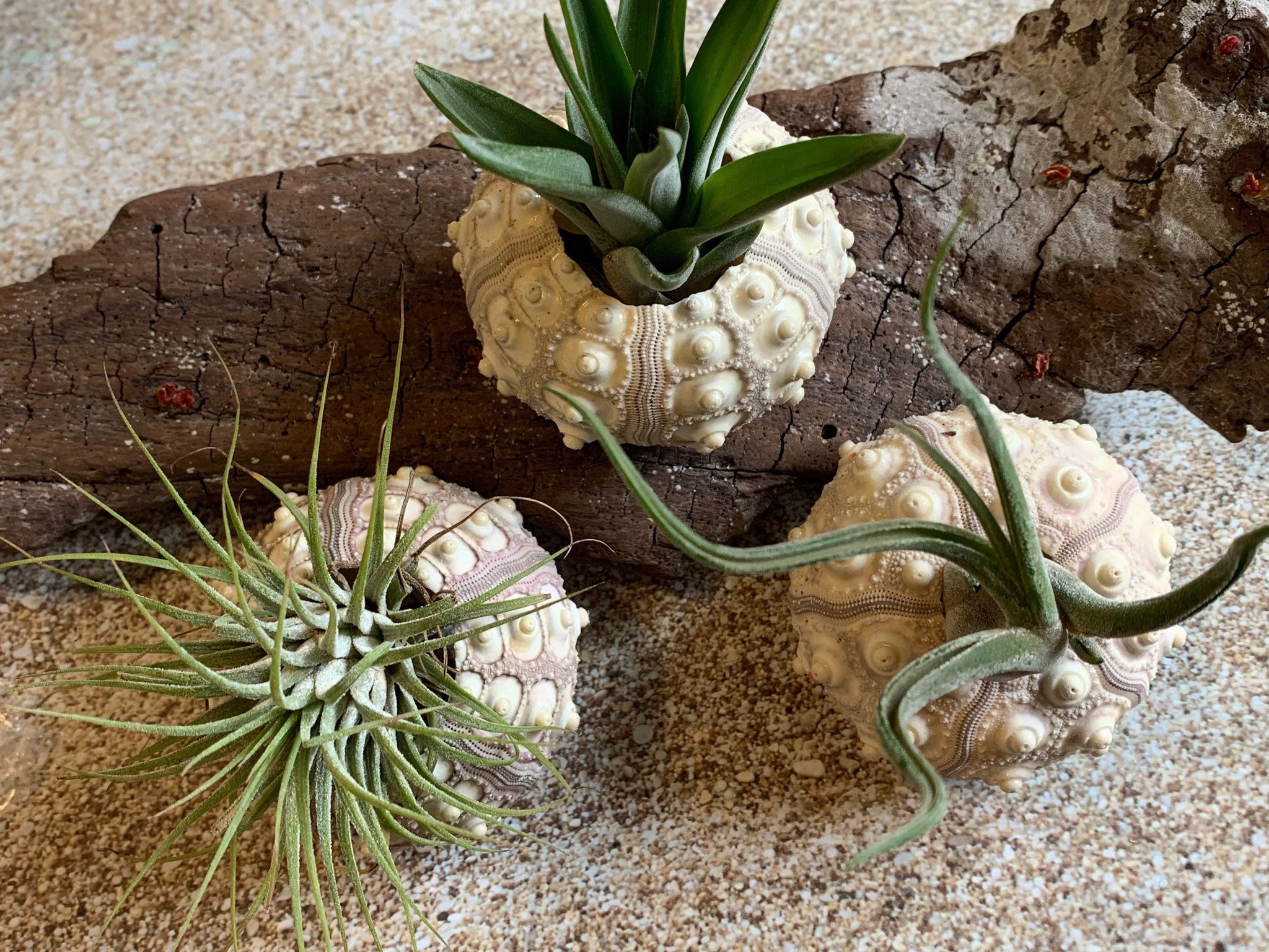 air plant in seashell Air Plants & Sea Urchins, Tillandsia Gift Set, Tillandsia Air Plant, F – Florida Shells And More