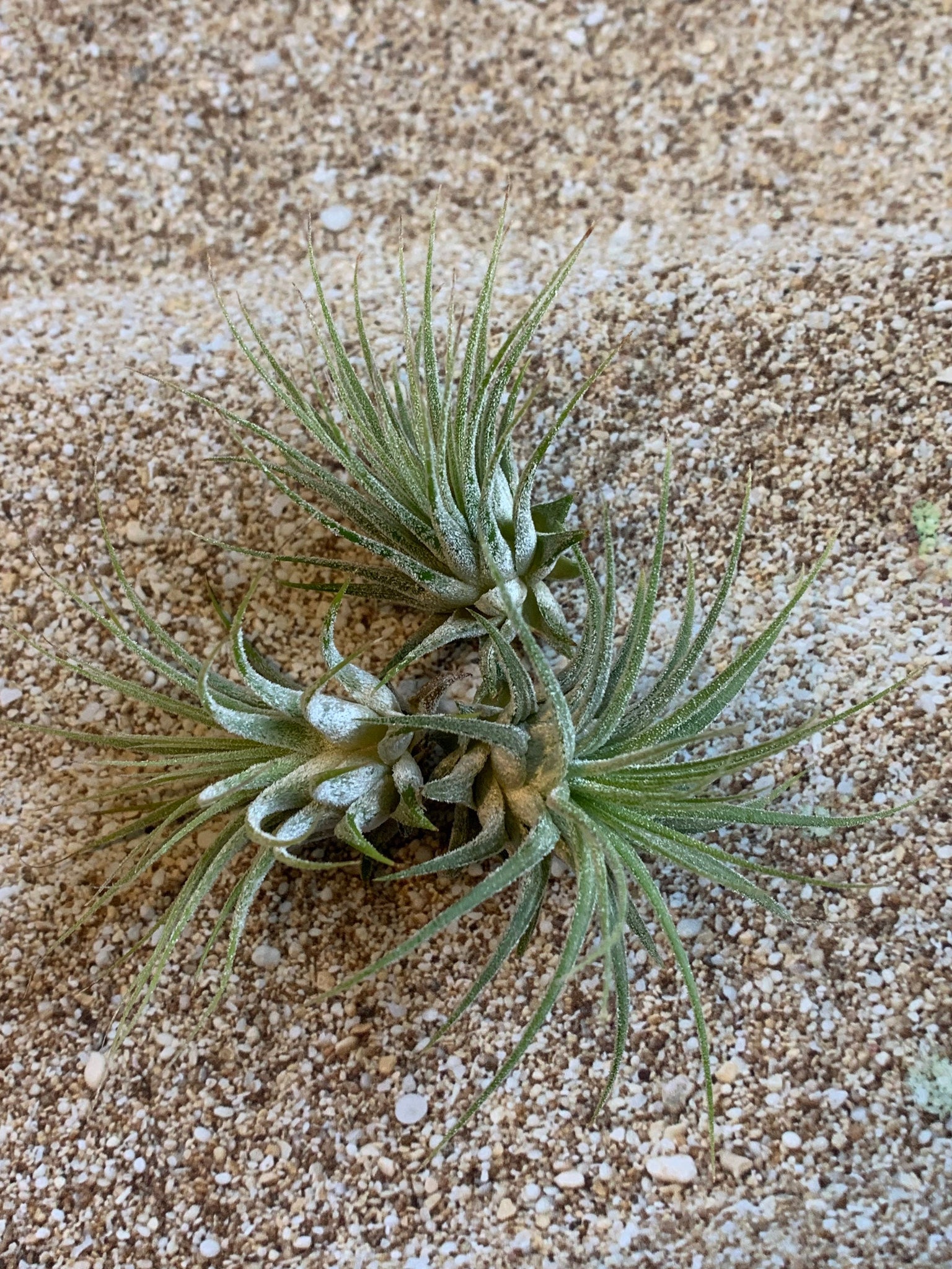 mexican air plants Tillandsia Ionantha Mexican Air Plant, Guatemala Air Plant, Air Plants – Florida Shells And More