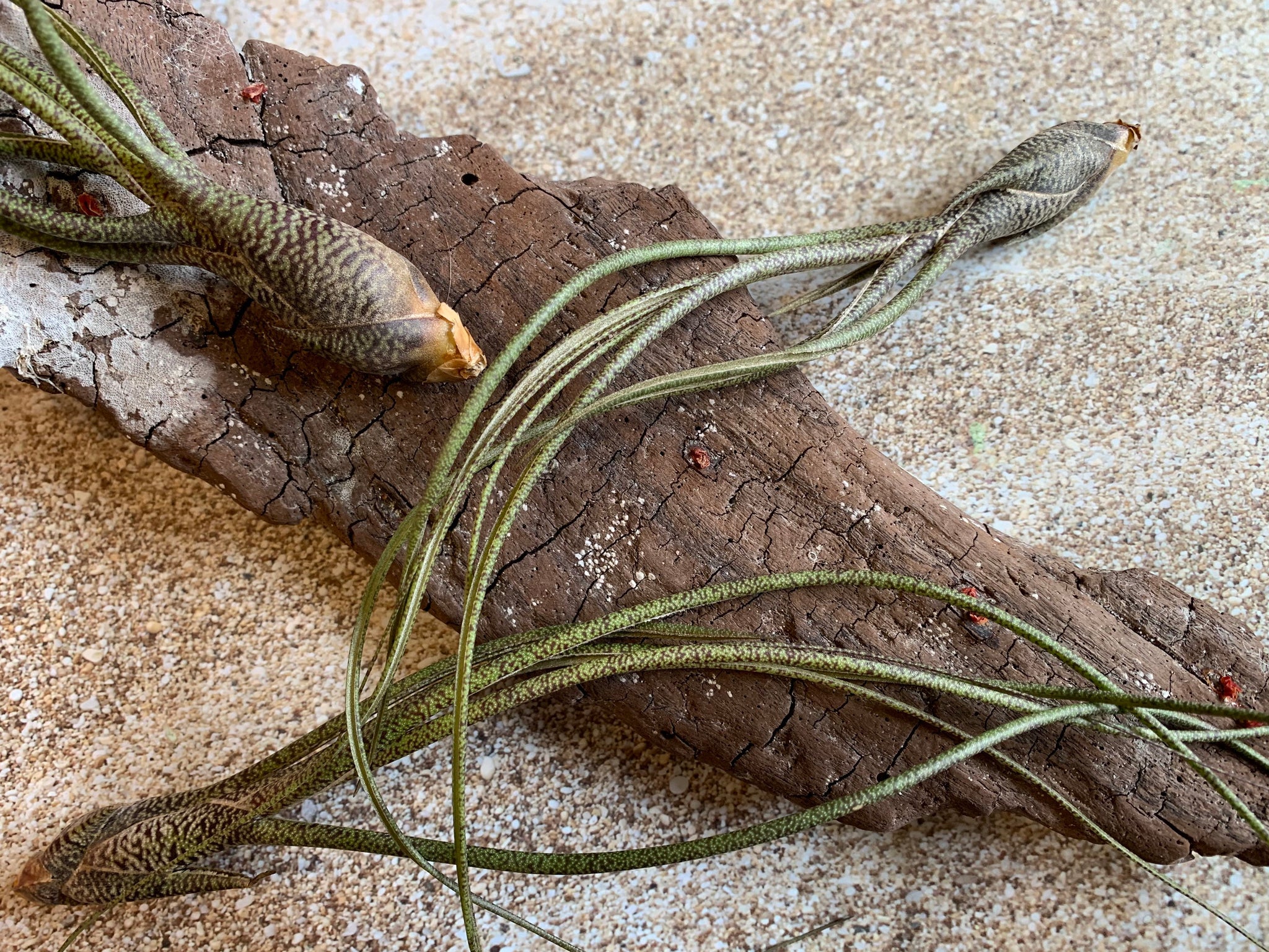 air plants in bulk Butzii Air Plant, Tillandsia Air Plant (Pseudobaileyi) Air Plant, Air Plants, Wedding Decor, Plants, Airplants, Bulk, Tillandsia, Terrarium