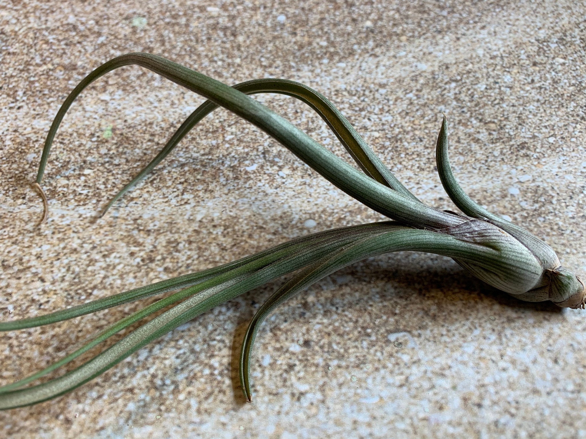 pseudobaileyi air plant Baileyi Air Plant, Tillandsia Air Plant (Pseudobaileyi) Air Plant, Air –  Florida Shells And More