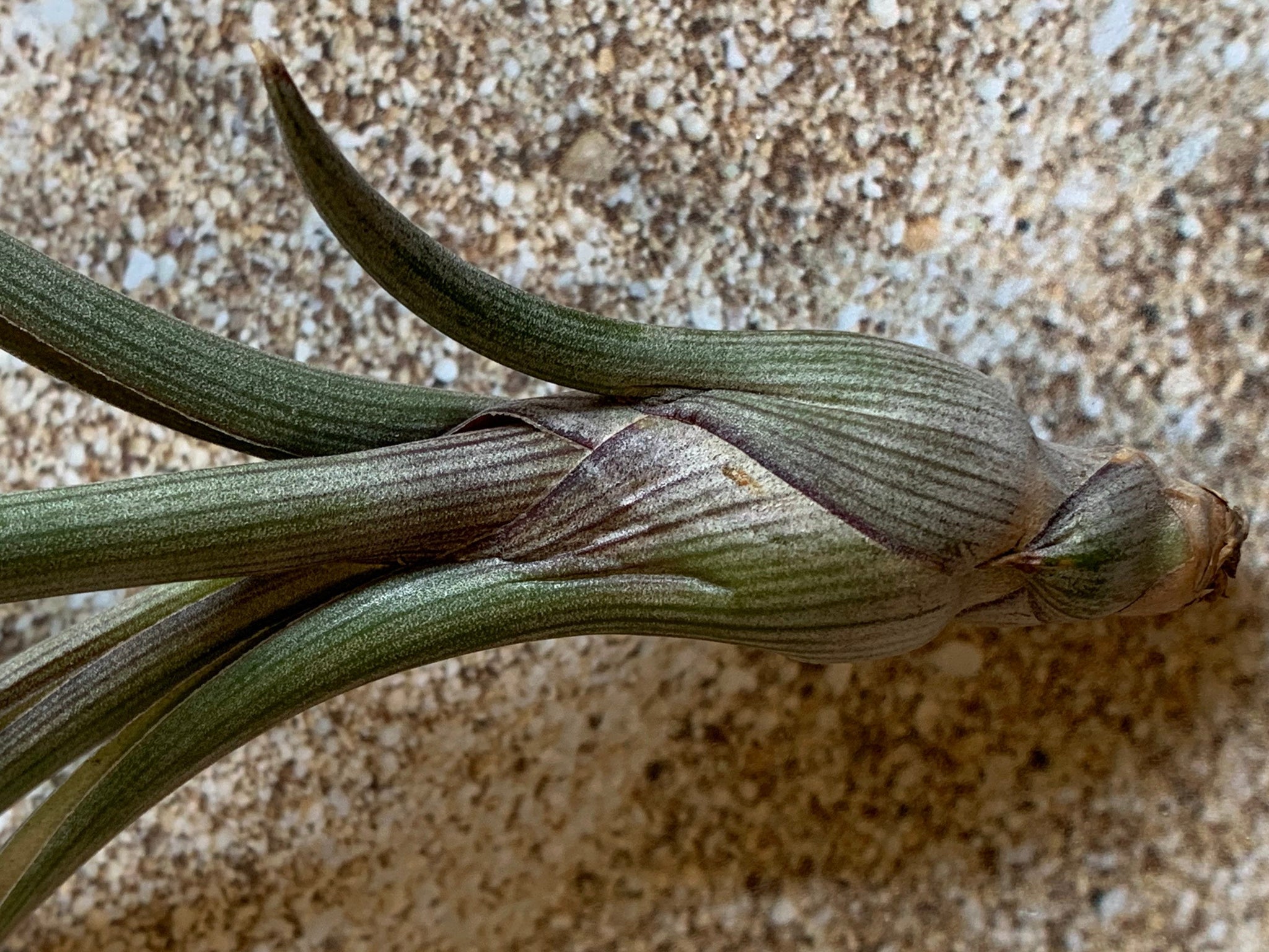 baileyi air plant Baileyi Air Plant, Tillandsia Air Plant (Pseudobaileyi) Air Plant, Air –  Florida Shells And More