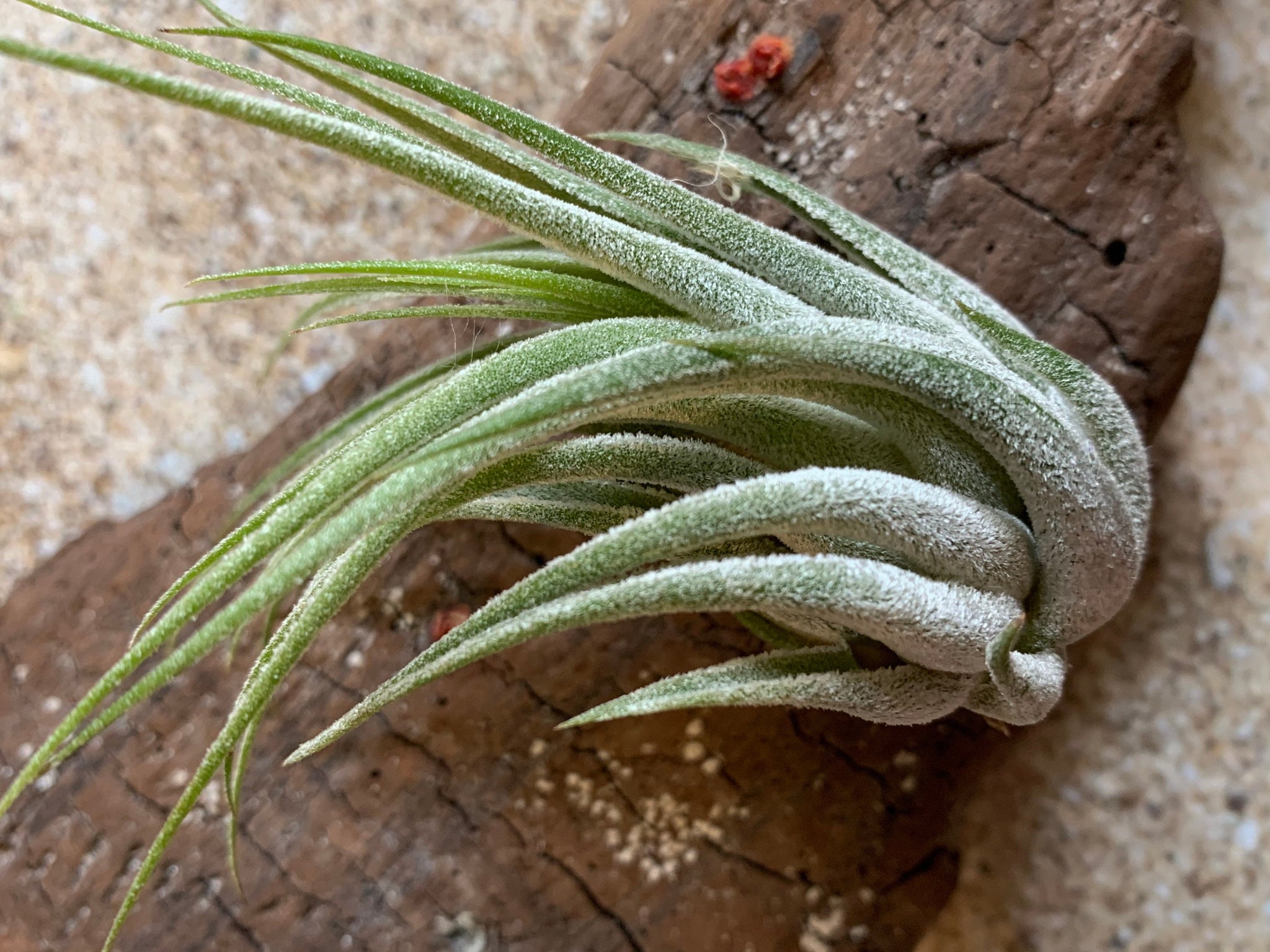 air plant seedlings Scaposa Kolby Air Plant, Tillandsia Air Plant, Guatemala Air Plant, Ai – Florida Shells And More